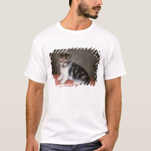 T-shirt Kitten de Mlle Ann White's, 1790 de George Stubbs