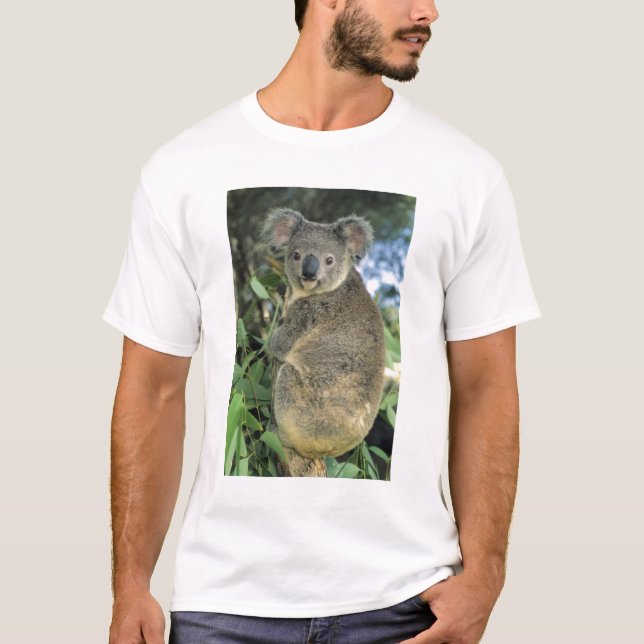 T-shirt Koala, Phascolarctos cinereus), en danger, (Devant)