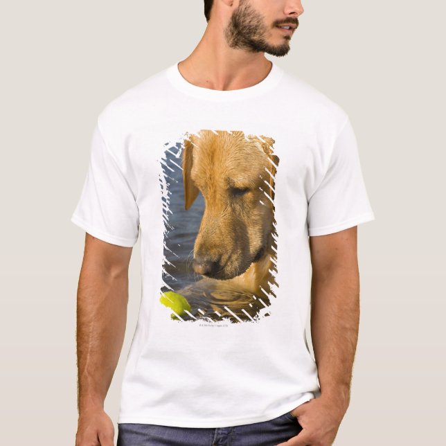 T-shirt Labrador jaune avec de la balle de tennis dans (Devant)