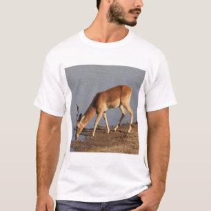 T-shirt L'antilope d'Impala en train de boire à la photo d
