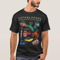 Le céphalopode, le calmar et le Nautil