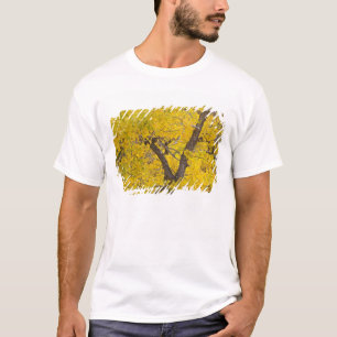 T-shirt Le cottonwood aux couleurs de l'automne au sommet 