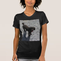 Le petit caniche noir