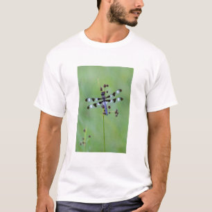 T-shirt Libellule perchée sur l'herbe, Canada