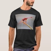 libellule rouge 5