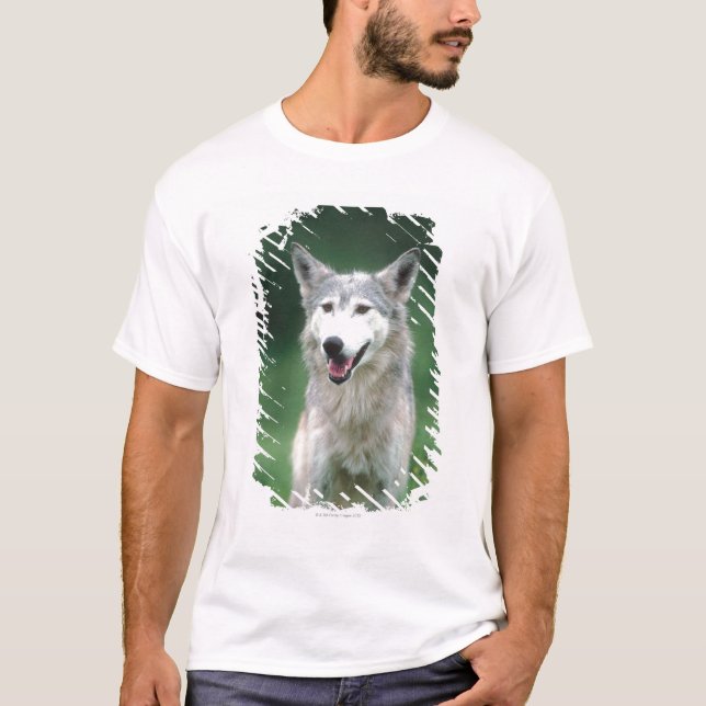 T-shirt Loup gris 2 (Devant)