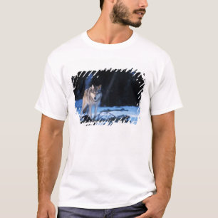 T-shirt loup gris, Canis lupus, dans les contreforts