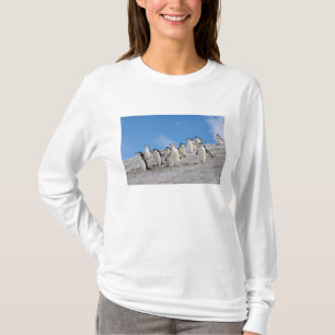 T-shirt Manchots à Collier   Pygoscelis Antarctica