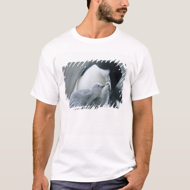 T-shirt Manchots à collier, Pygoscelis antarctica), (Devant)