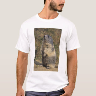 T-shirt Marmotte alpine, Marmota marmota, adulte debout