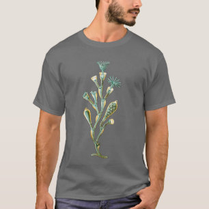 T-shirt Méduses - geniculata d'Obelia