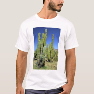 T-shirt Mexique, Sonora, San Carlos. Saguaro et orgue