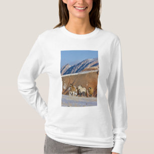 T-shirt Montagnes Big Horn, Chevaux courant