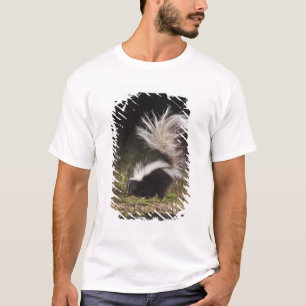 T-shirt Mouffette rayée, Mephitis mephitis