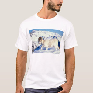 T-shirt mouflon de Dall, Ovis dalli, bélier à cornes recou