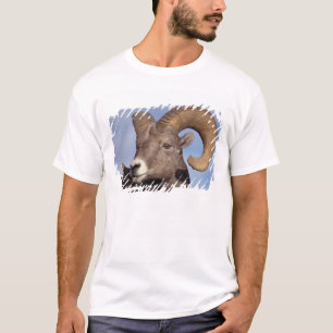 T-shirt mouflons à grande corne, mouflons de montagne, Ovi