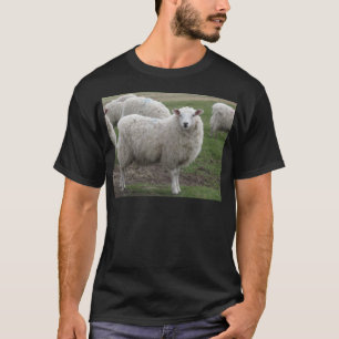 T-shirt Moutons de Cheviot