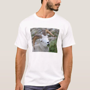 T-shirt Moutons de Dall
