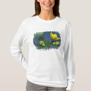 T-shirt NA, États-Unis, Michigan, Rochester Hills. Marais