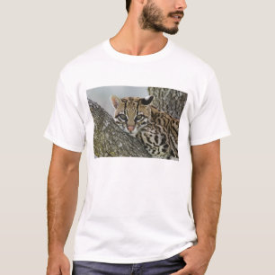 T-shirt Ocelot, Felis pardalis, captif, femelle au repos 2