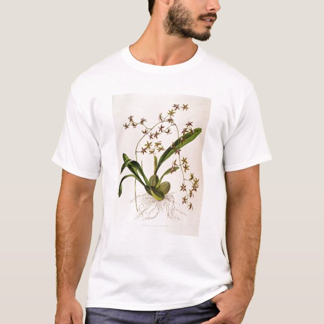 T-shirt Odontoglossum Hastatum (Devant)