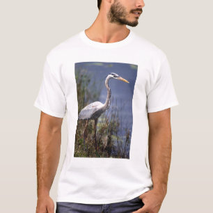 T-shirt Oiseau du Grand Héron bleu