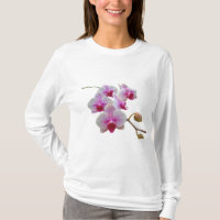 Orchidées de teigne rose - Phalaenopsis