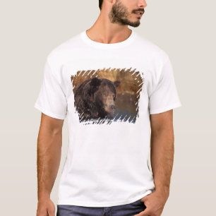 T-shirt ours brun, Ursus arctos, grizzly, Ursus 5