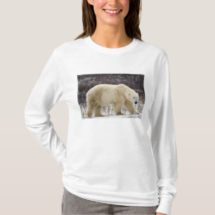 T-shirt Ours polaire Ursus maritimus) à Churchill