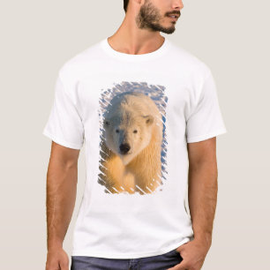 T-shirt ours polaire, Ursus maritimus, ours polaire sur gl