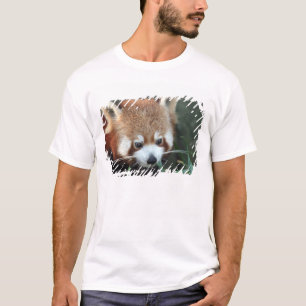 T-shirt Panda roux, Taronga Zoo, Sydney, Australie