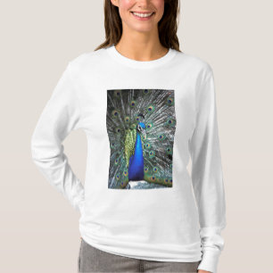 T-shirt Paon magnifique déployant des plumes colorées