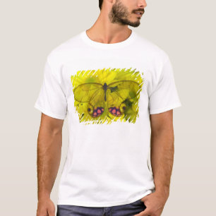 T-shirt Papillon sur jaune