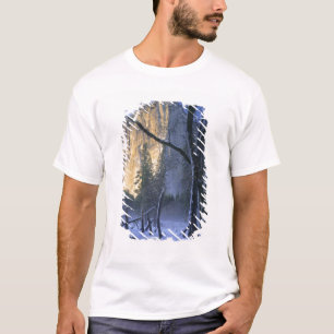 T-shirt PARC NATIONAL DU YOSEMITE, CALIFORNIE. USA.Lumièr