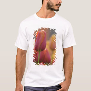 T-shirt Pays-Bas aka Hollande), Lisse. Keukenhof 6