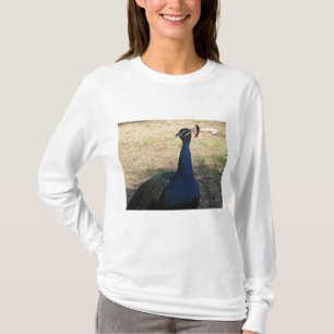 T-shirt Peacock Photo Bleu Bleu Beau Beau Oiseau