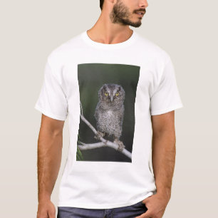 T-shirt Petit-duc maculé, Megascops asio, Otus 2