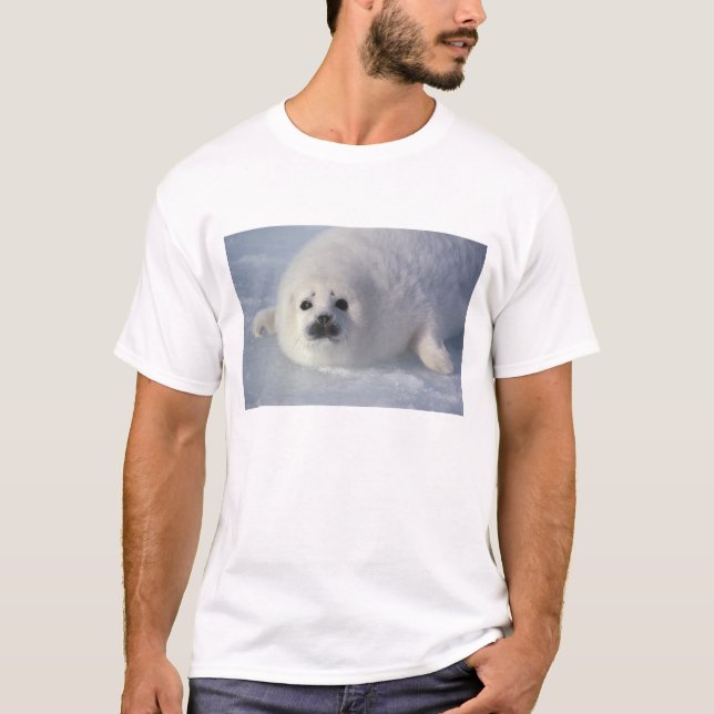 T-shirt Phoque du Groenland (Phoca groenlandica) Un harpe  (Devant)