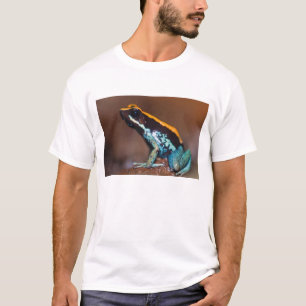 T-shirt Phyllobates vittatus, une grenouille à flèche empo