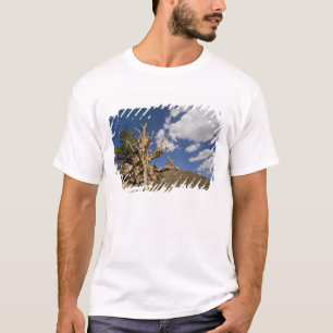 T-shirt pin à Bristlecone dans la forêt ancienne de Bris