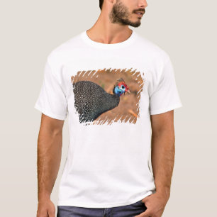 T-shirt Pintade huppée (Numida meleagris). Afrique,