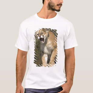 T-shirt Pomme ou lion de montagne, pomme concolor, Captif 