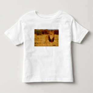 T-shirt Pour Les Tous Petits Afrique, Namibie, Okonjima. Lion solitaire mâle