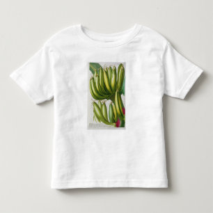 T-shirt Pour Les Tous Petits Banane, gravée par Johann Jakob Haid (1704-67) pl