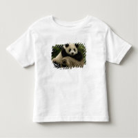 Bébé panda géant (Ailuropoda melanoleuca)
