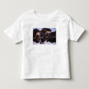 T-shirt Pour Les Tous Petits bœuf musqué, Ovibos moschatus, vache avec nouveau-