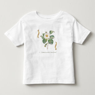 T-shirt Pour Les Tous Petits Camellia japonica 'Alba Plena'