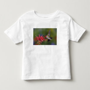 T-shirt Pour Les Tous Petits Colibri à gorge rubis mâle