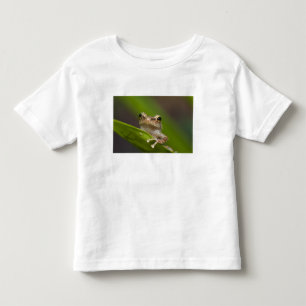 T-shirt Pour Les Tous Petits Coqui commun, Eleutherodactylus coqui