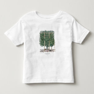 T-shirt Pour Les Tous Petits Eystettensis indica de Ficus, du 'Hortus Eystet